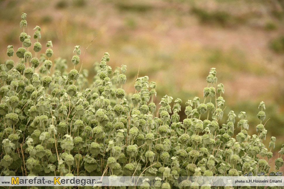 روستای چشمه رعنا